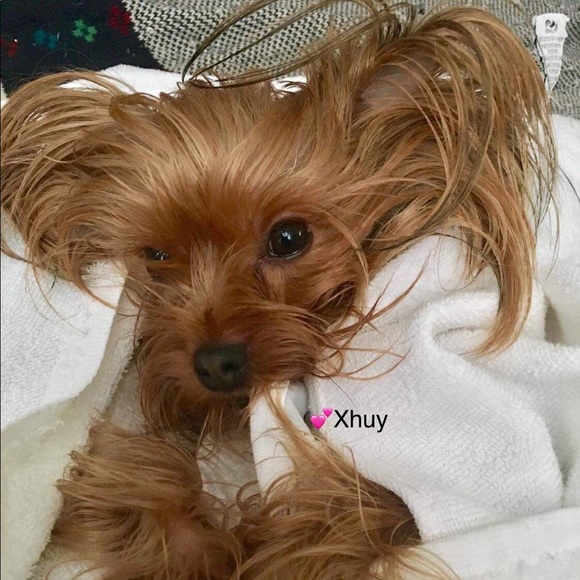 My Little  fur baby XHUY........ 🐾🐾❤️❤️🐾🐾🐾❤️ - Picture 6 of 16